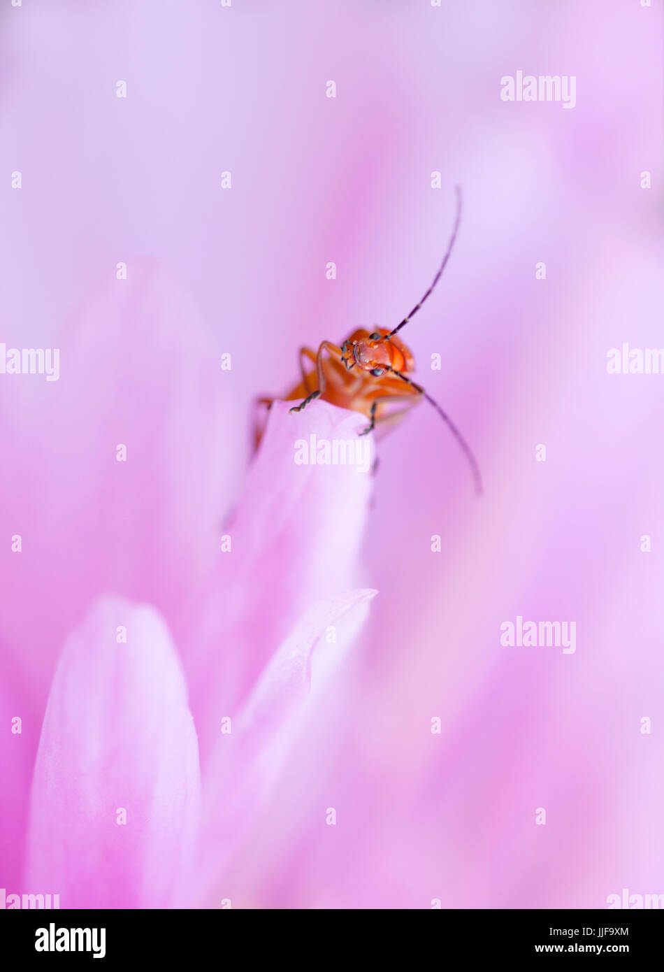 Rhagonycha fulva - soldato rosso Beetle sul cosmo fiore Foto Stock