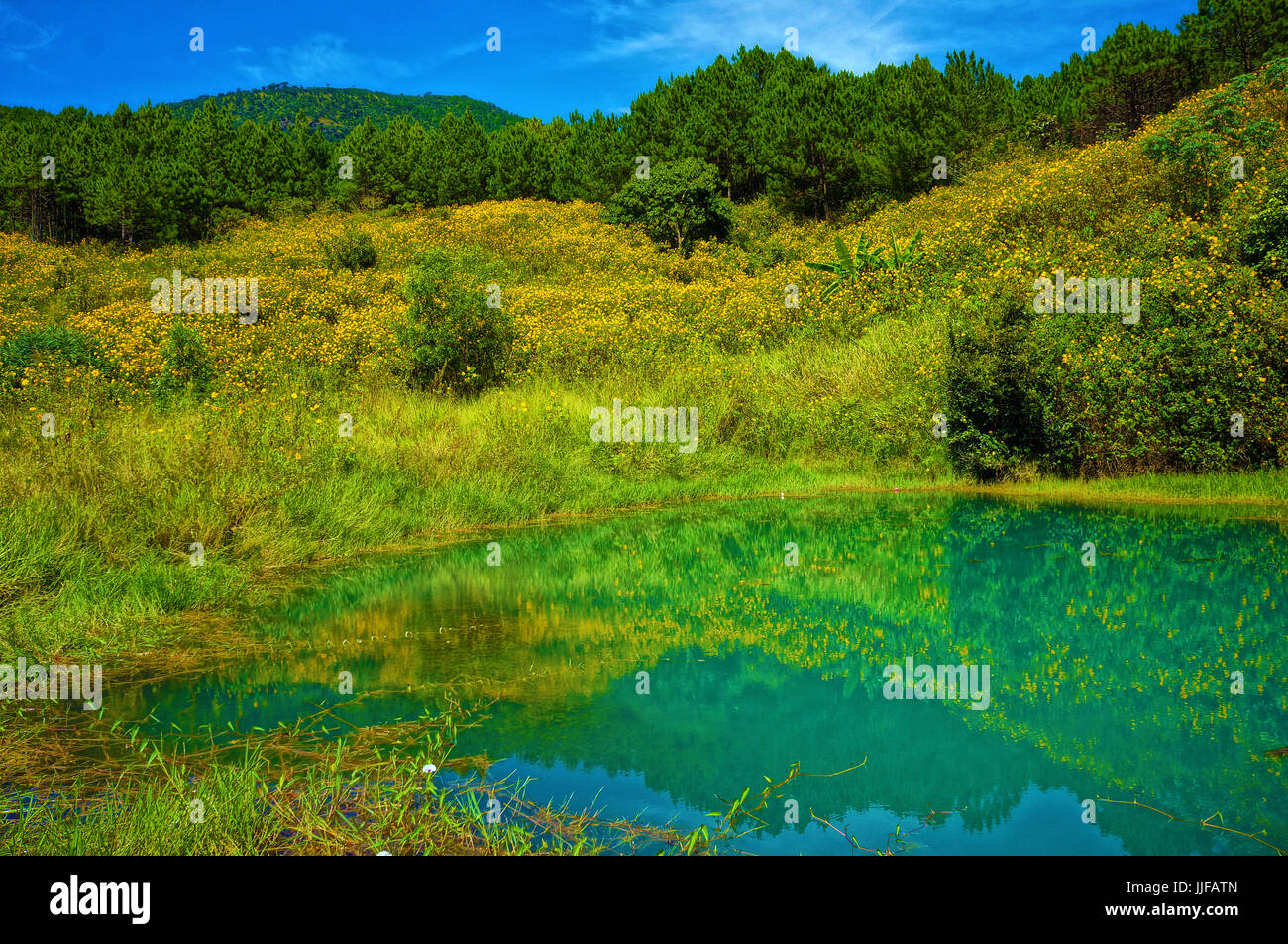 Uno splendido scenario a Da lat campagna, Vietnam, giallo fiore selvatico bush con i boschi di pini e di rendere stagno magnifico paesaggio delle naturali al Viet Nam Foto Stock