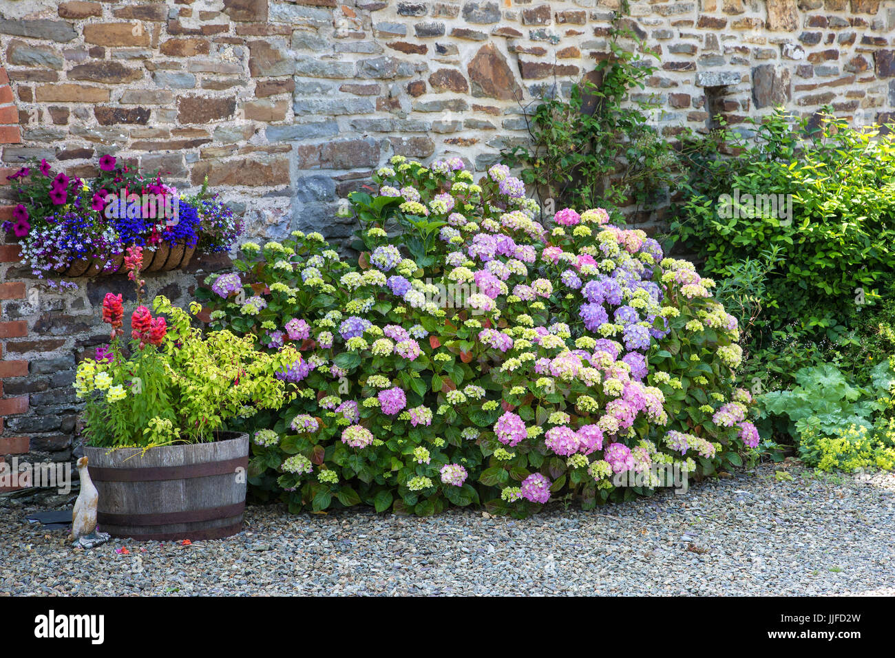 Hydrangea bush - Ortensie o hortensia -Hydrangea macrophylla Foto Stock