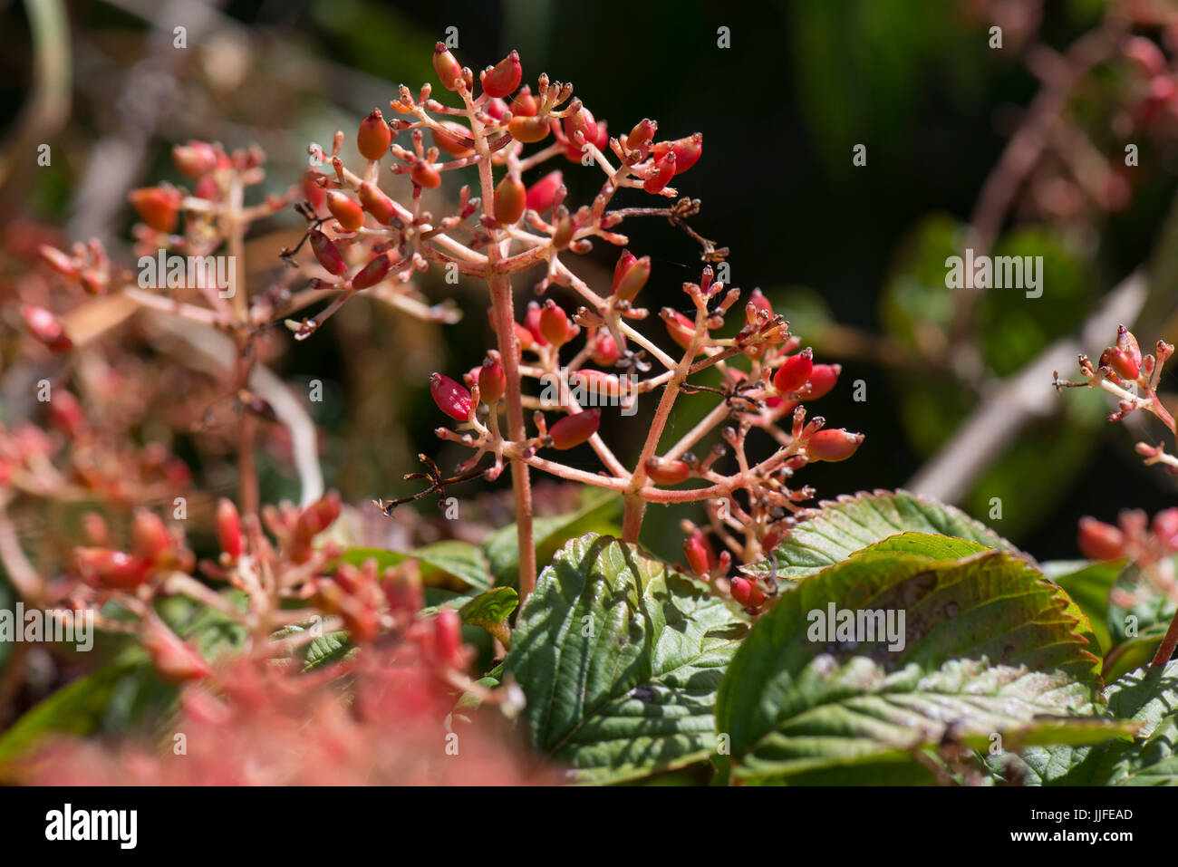 Rosso frutto di maturazione di Japenese snowball bush, Viburnum plicatum, set contro il fogliame verde di questo giardino arbusto, Berkshire, Luglio Foto Stock