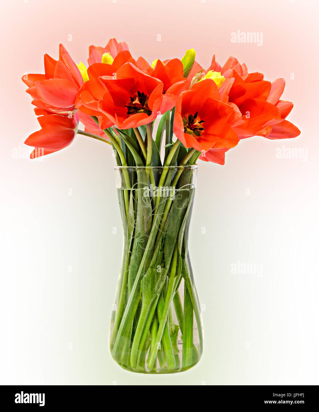 Tulipani Rossi Fiori Composizioni Floreali Bouquet In Un Vaso Trasparente Foto Stock Alamy