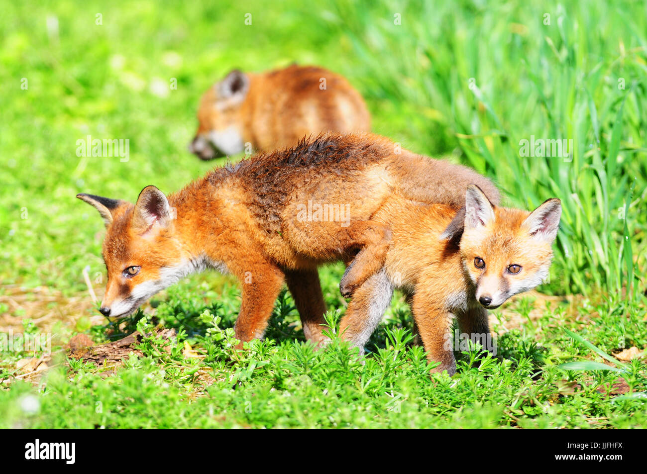 Cuccioli di volpe (Vulpes vulpes) giocando nel sole di primavera, Cotswolds, REGNO UNITO Foto Stock