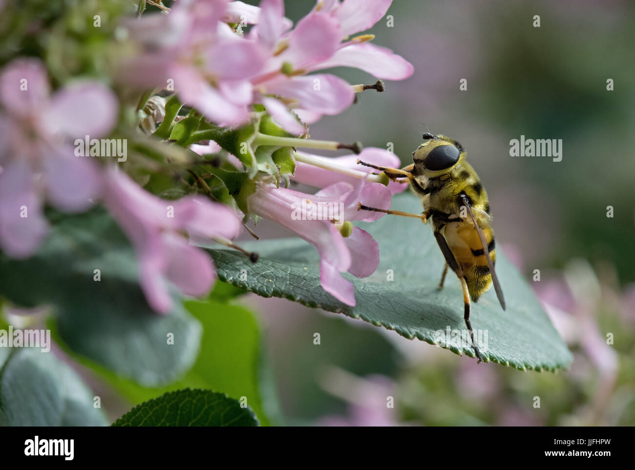 Hoverfly nectaring sulla Escallonia 'Rosa Elle'. Regno Unito Foto Stock