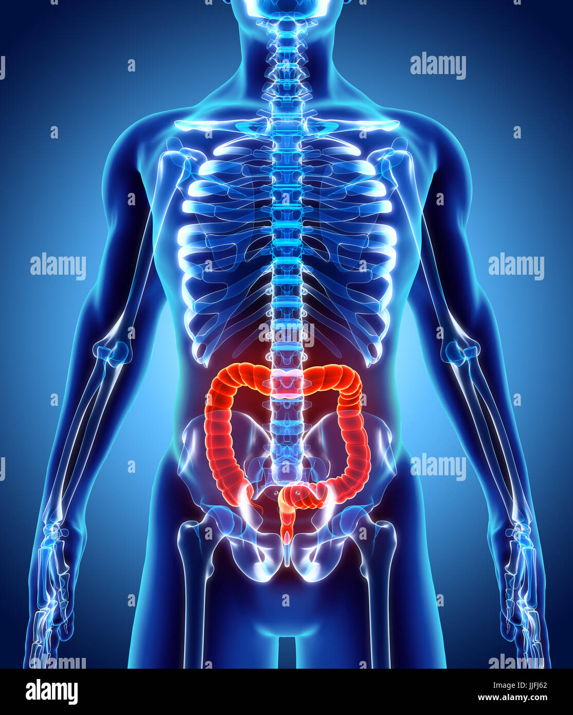 3D illustrazione dell intestino crasso, parte del sistema digestivo. Foto Stock