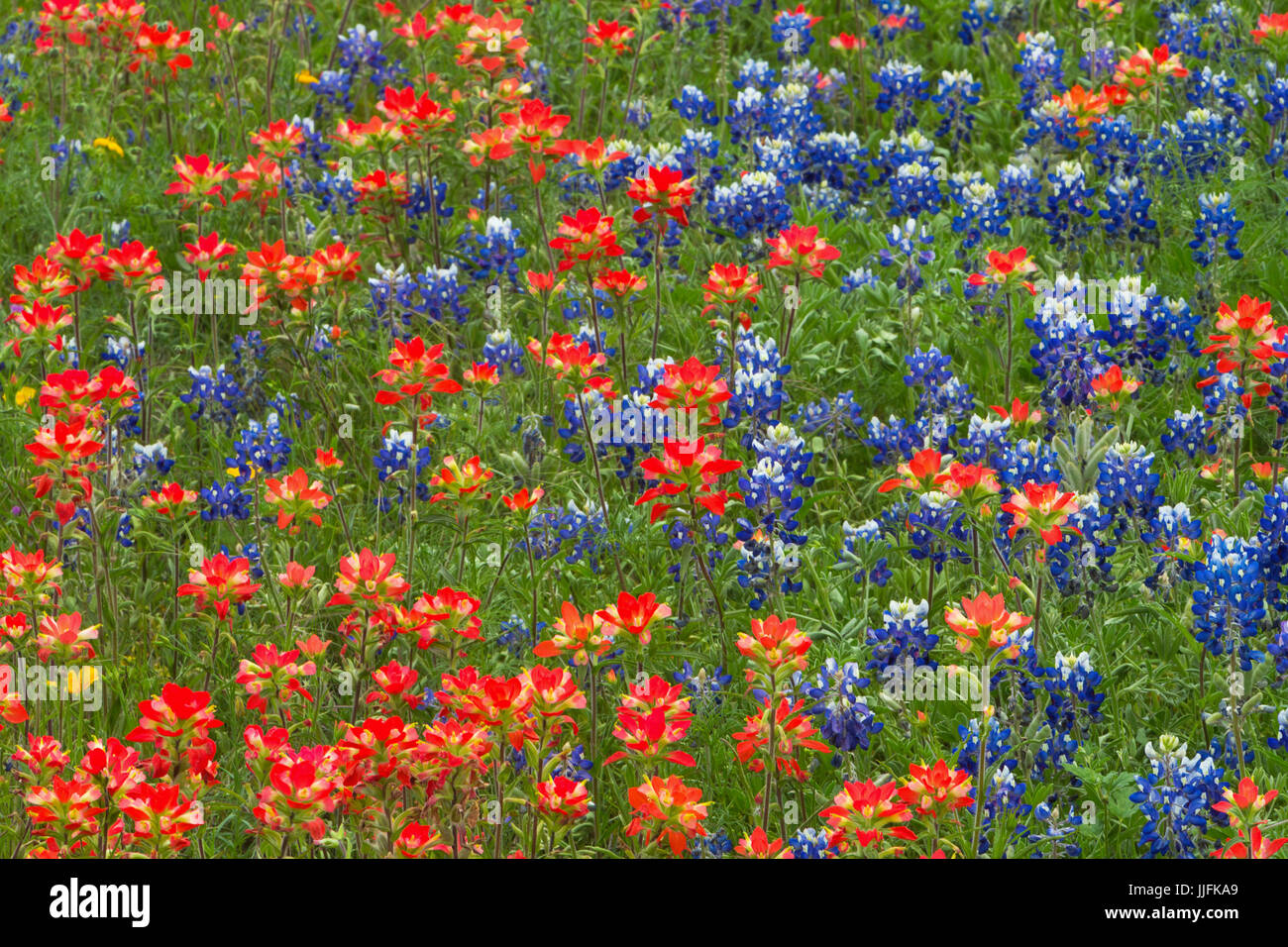 Entireleaf Indian Paintbrush (Castilleja indivisa) e Texas Bluebonnet (Lupinus texensis) ci rendono questo campo di fiori selvatici Foto Stock