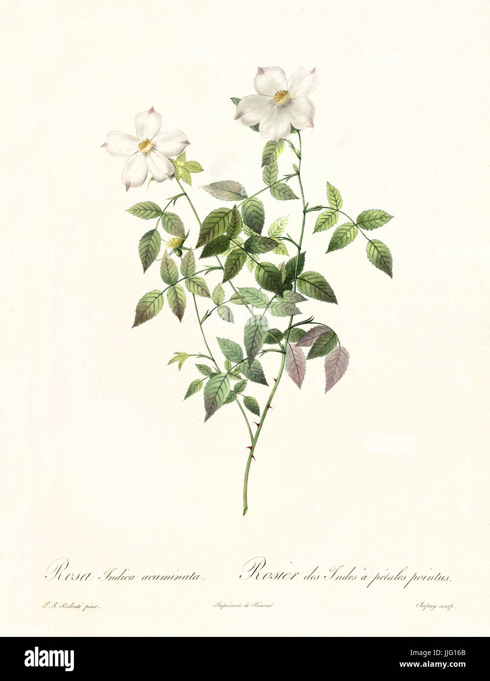 Vecchia illustrazione di rosa indica acuminati. Creato da P. R. Redoute, pubblicato su Les Roses, Imp. Firmin Didot, Parigi, 1817-24 Foto Stock