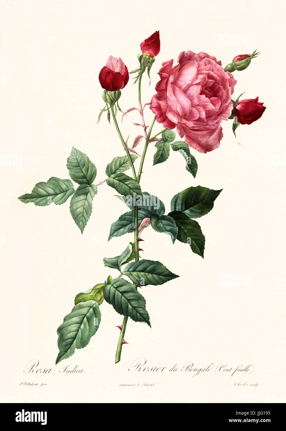 Vecchia illustrazione di rosa indica. Creato da P. R. Redoute, pubblicato su Les Roses, Imp. Firmin Didot, Parigi, 1817-24 Foto Stock