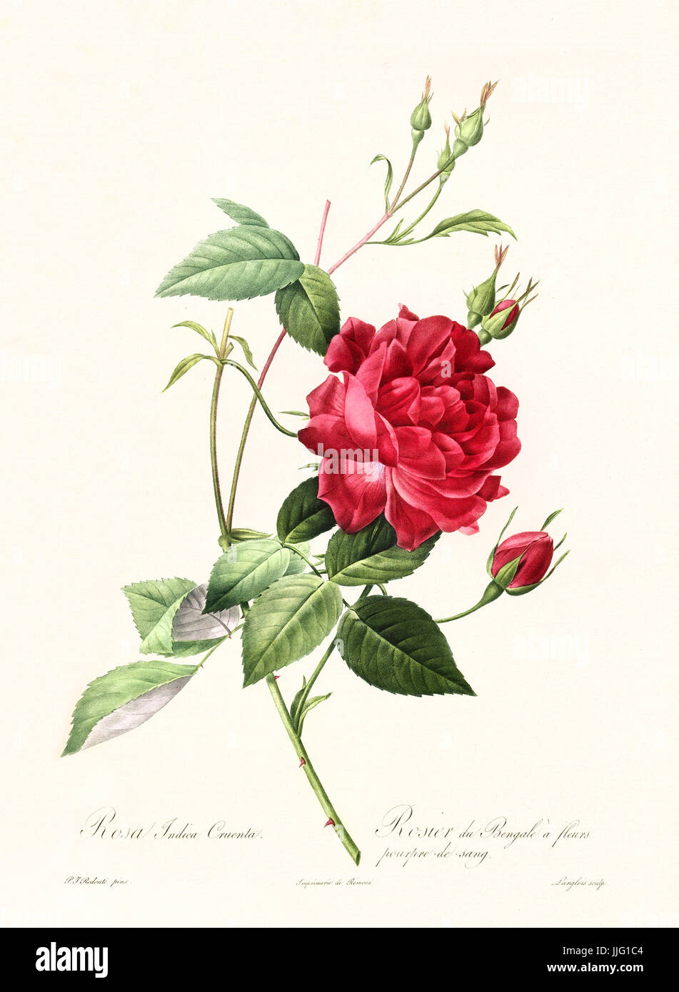 Vecchia illustrazione di rosa indica cuenta. Creato da P. R. Redoute, pubblicato su Les Roses, Imp. Firmin Didot, Parigi, 1817-24 Foto Stock
