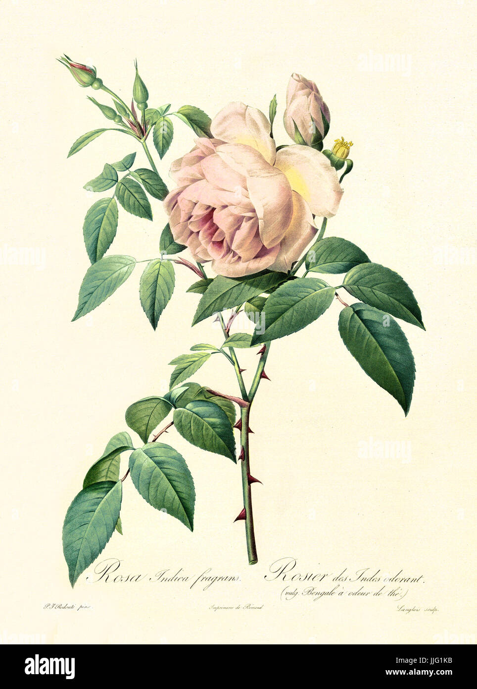 Vecchia illustrazione di rosa indica fragrans. Creato da P. R. Redoute, pubblicato su Les Roses, Imp. Firmin Didot, Parigi, 1817-24 Foto Stock