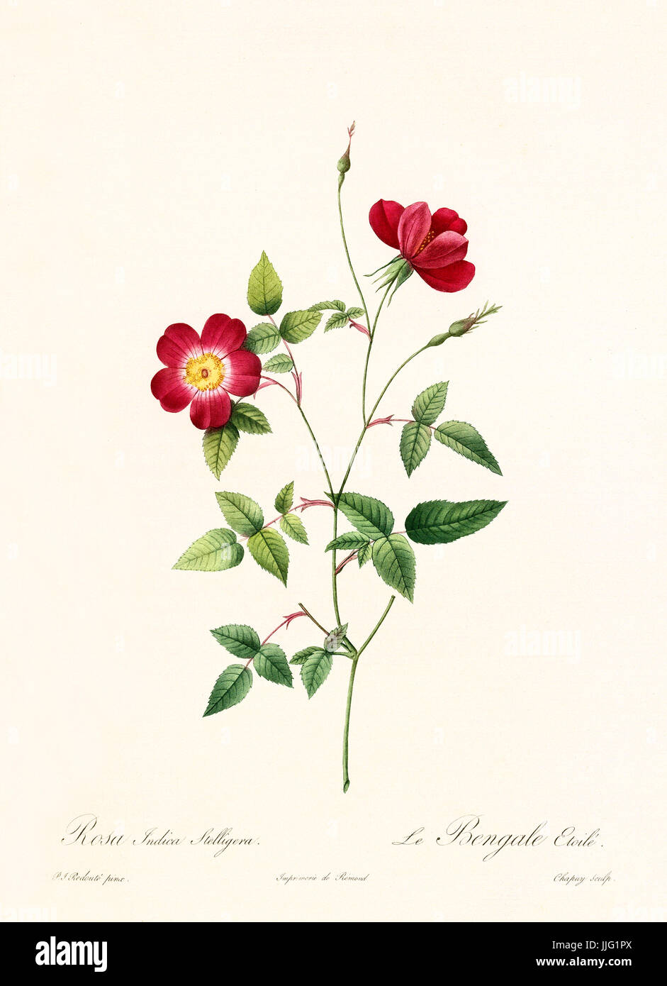 Vecchia illustrazione di rosa indica stelligera. Creato da P. R. Redoute, pubblicato su Les Roses, Imp. Firmin Didot, Parigi, 1817-24 Foto Stock