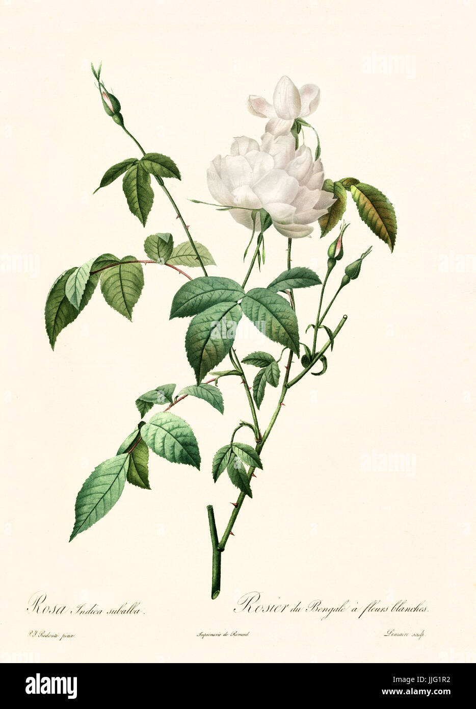 Vecchia illustrazione di rosa indica subalba. Creato da P. R. Redoute, pubblicato su Les Roses, Imp. Firmin Didot, Parigi, 1817-24 Foto Stock