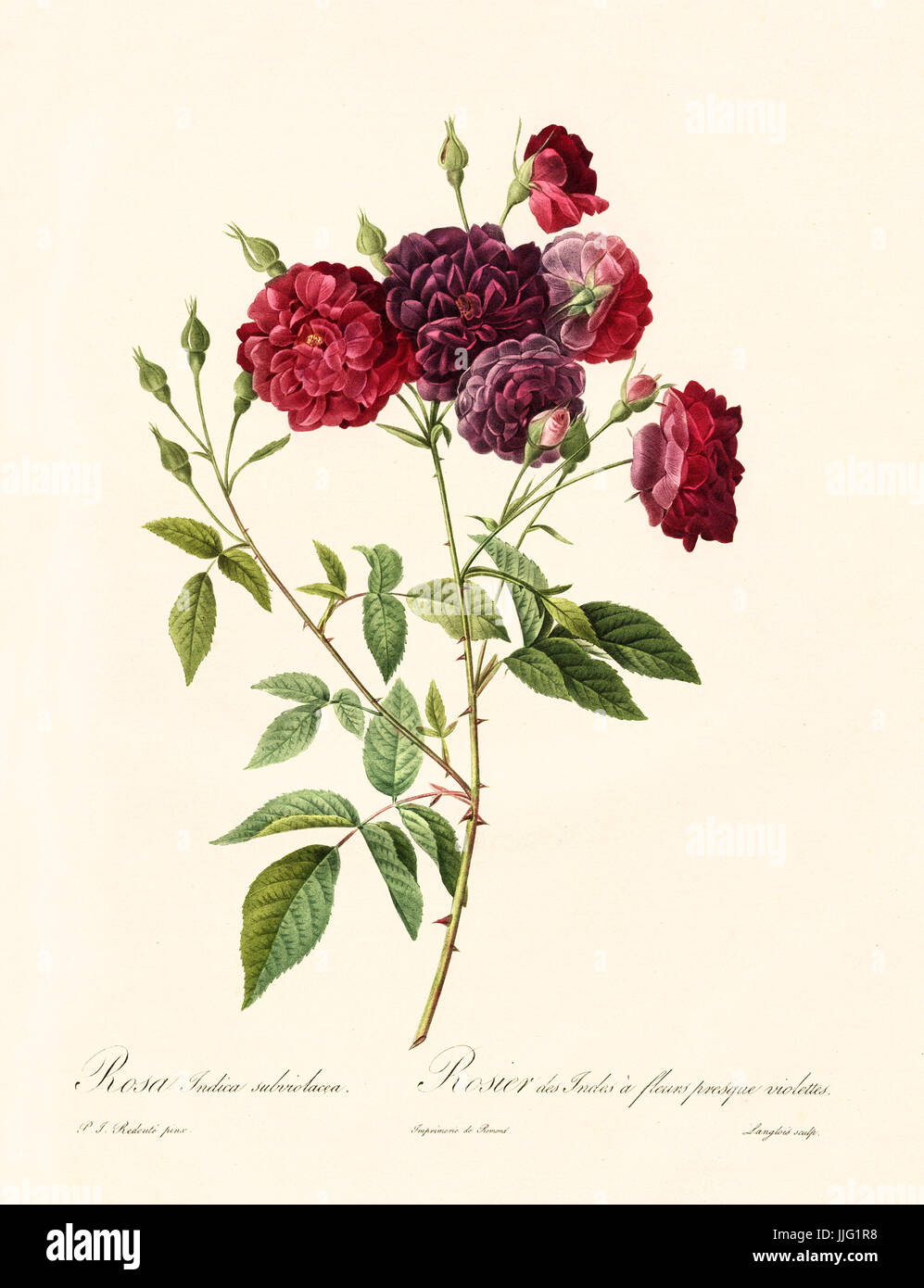 Vecchia illustrazione di rosa indica subviolacea. Creato da P. R. Redoute, pubblicato su Les Roses, Imp. Firmin Didot, Parigi, 1817-24 Foto Stock