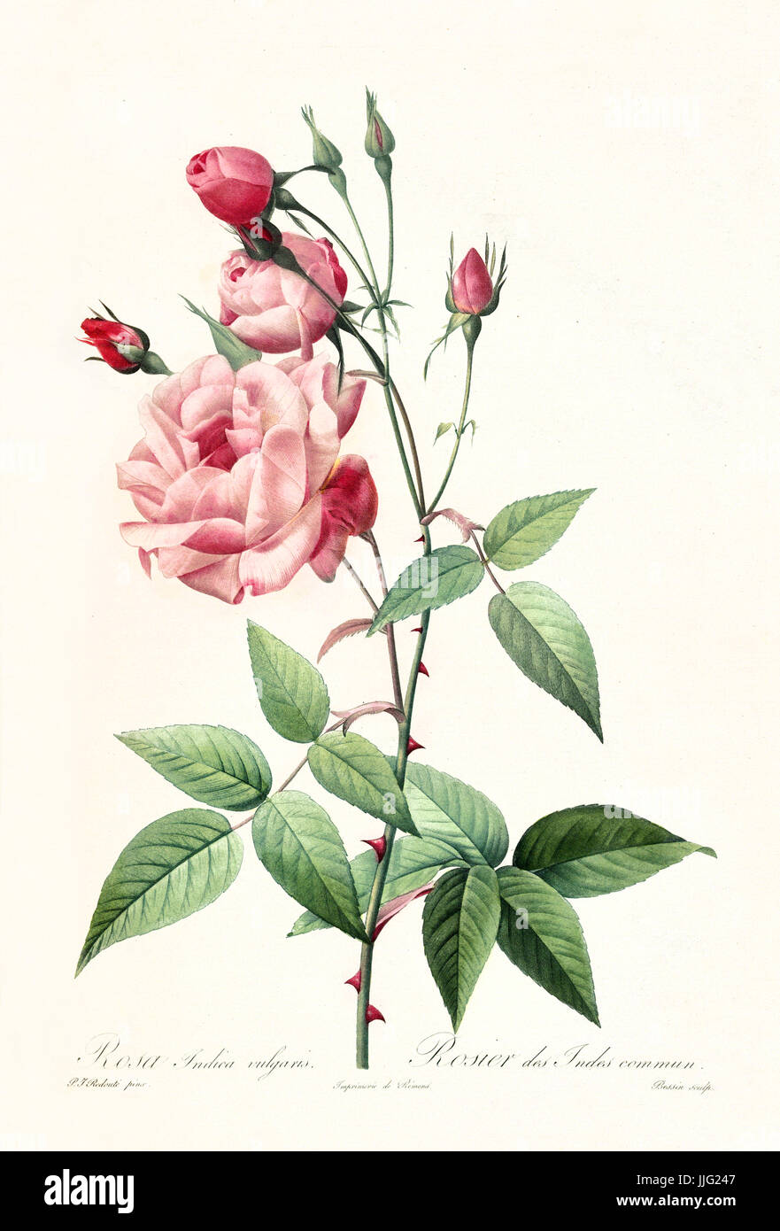 Vecchia illustrazione di rosa indica vulgaris. Creato da P. R. Redoute, pubblicato su Les Roses, Imp. Firmin Didot, Parigi, 1817-24 Foto Stock