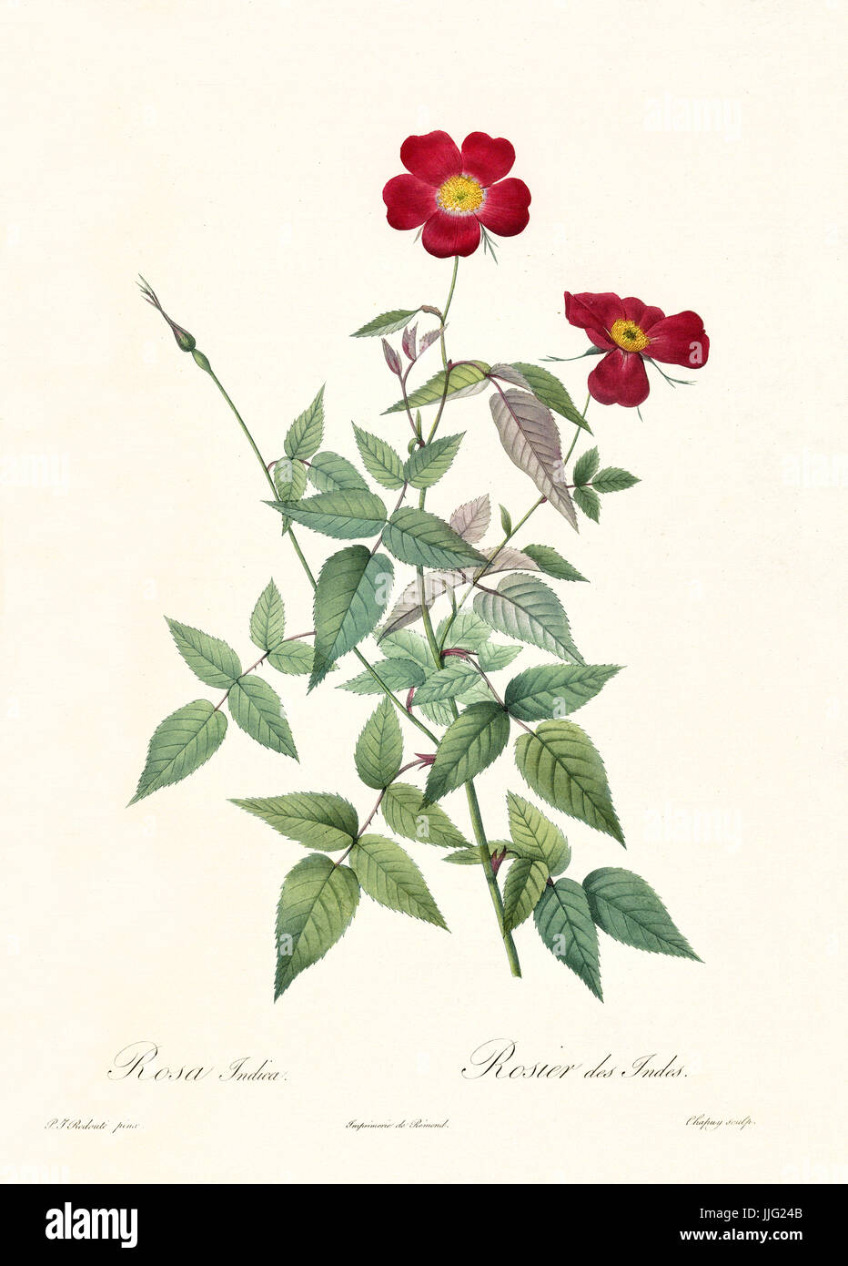 Vecchia illustrazione di rosa indica. Creato da P. R. Redoute, pubblicato su Les Roses, Imp. Firmin Didot, Parigi, 1817-24 Foto Stock