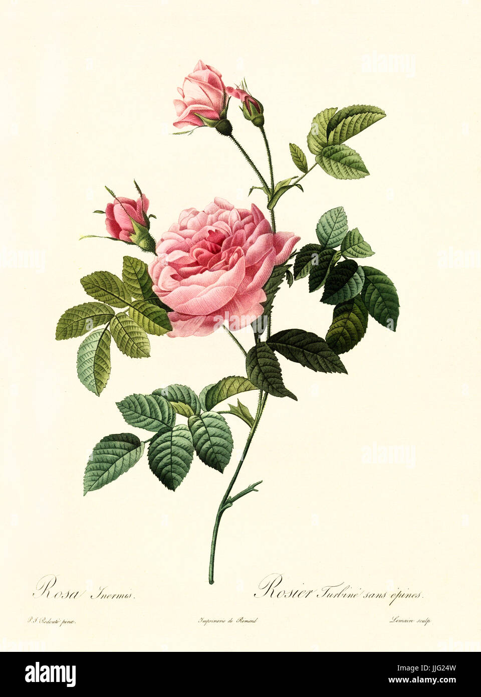 Vecchia illustrazione di Rosa inermis. Creato da P. R. Redoute, pubblicato su Les Roses, Imp. Firmin Didot, Parigi, 1817-24 Foto Stock