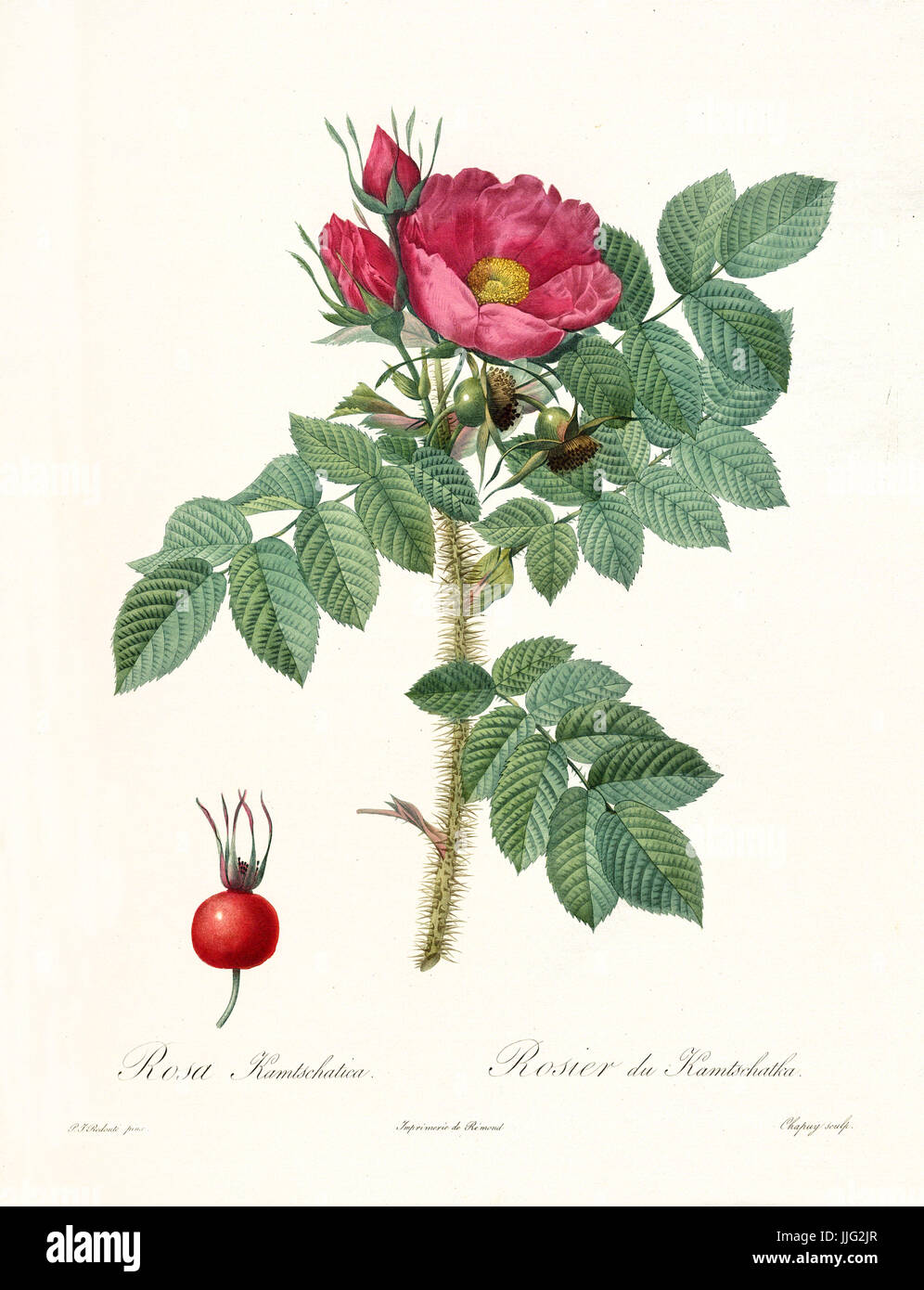 Vecchia illustrazione di Rosa kamtshatica. Creato da P. R. Redoute, pubblicato su Les Roses, Imp. Firmin Didot, Parigi, 1817-24 Foto Stock