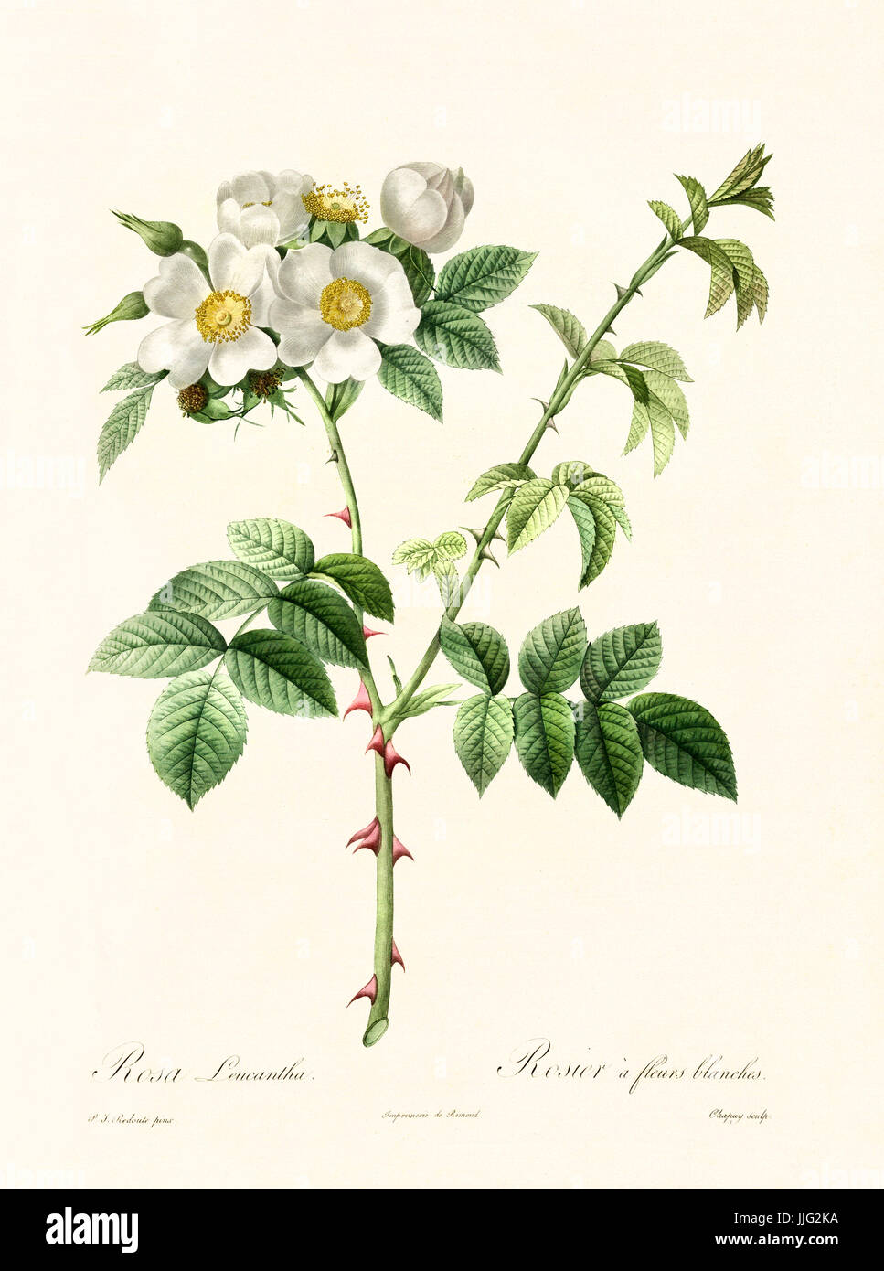 Vecchia illustrazione di Rosa leucantha. Creato da P. R. Redoute, pubblicato su Les Roses, Imp. Firmin Didot, Parigi, 1817-24 Foto Stock