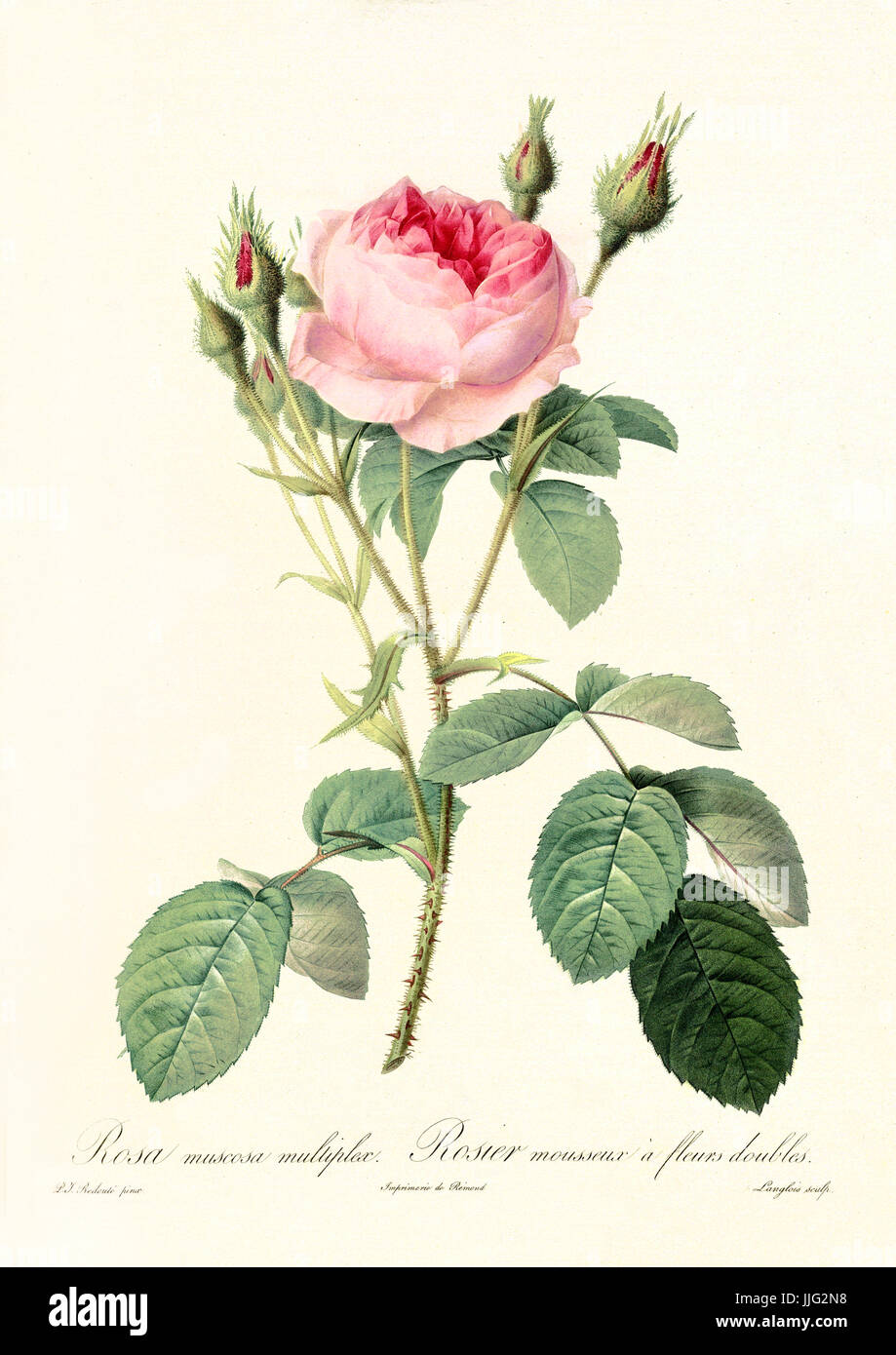 Vecchia illustrazione di Rosa muscosa multiplex. Creato da P. R. Redoute, pubblicato su Les Roses, Imp. Firmin Didot, Parigi, 1817-24 Foto Stock