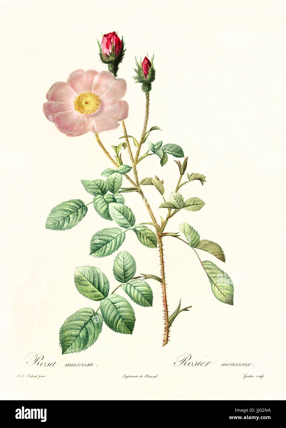 Vecchia illustrazione di Rosa muscosa. Creato da P. R. Redoute, pubblicato su Les Roses, Imp. Firmin Didot, Parigi, 1817-24 Foto Stock