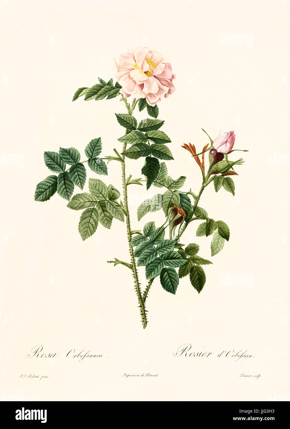Vecchia illustrazione di Rosa orbefsanea. Creato da P. R. Redoute, pubblicato su Les Roses, Imp. Firmin Didot, Parigi, 1817-24 Foto Stock