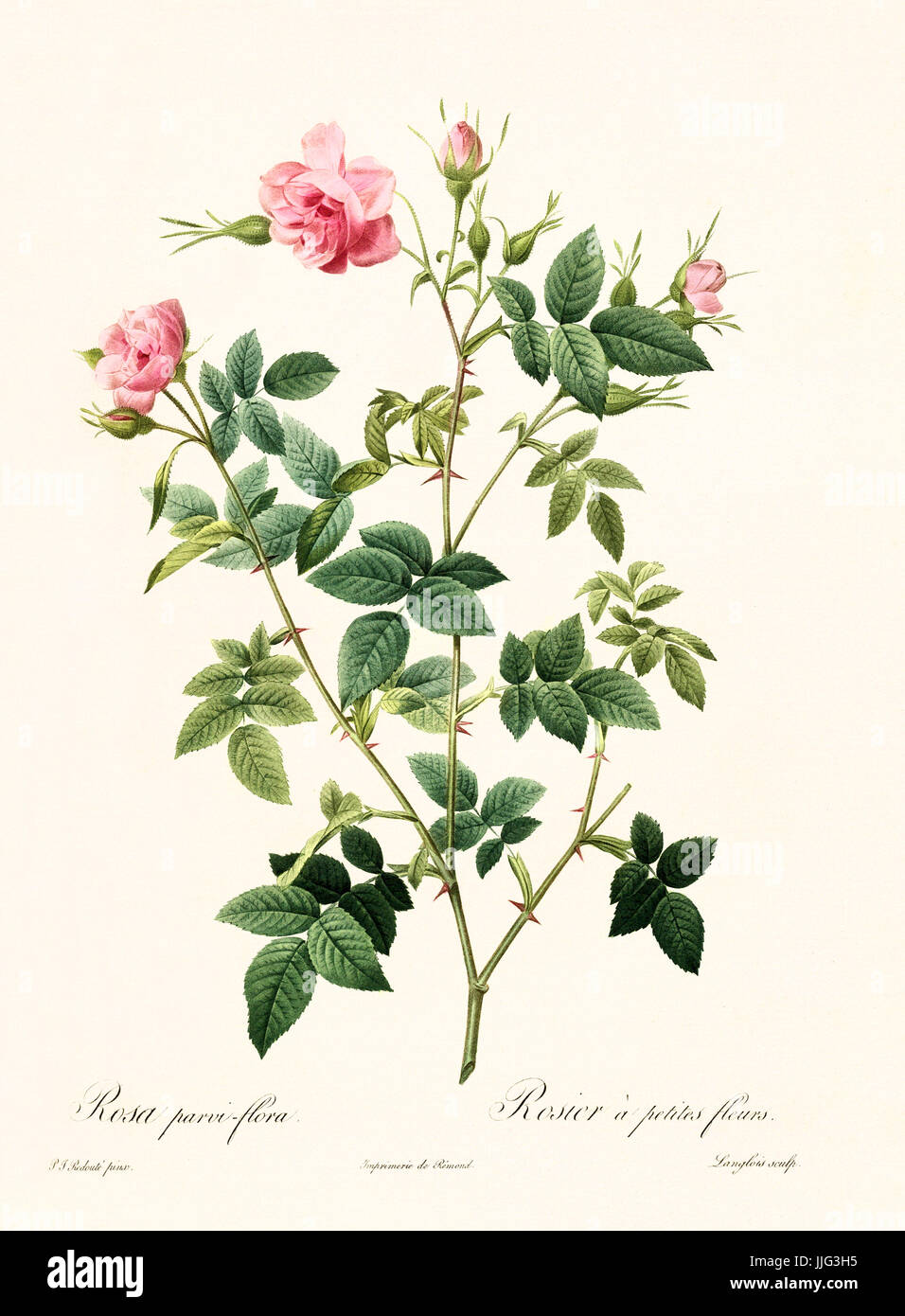 Vecchia illustrazione di Rosa parvi flora. Creato da P. R. Redoute, pubblicato su Les Roses, Imp. Firmin Didot, Parigi, 1817-24 Foto Stock