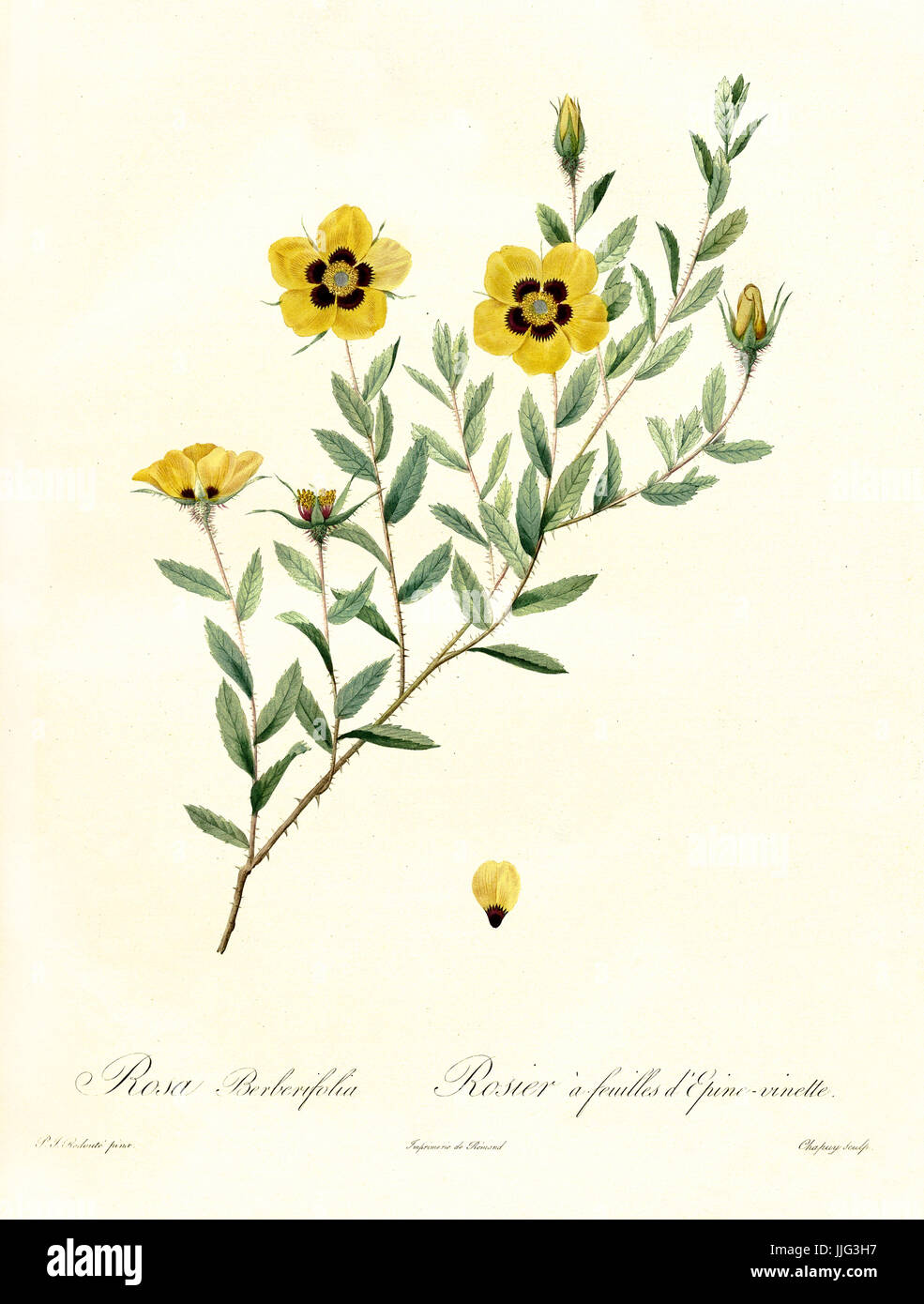 Vecchia illustrazione di Rosa Persica (Rosa berberifolia). Creato da P. R. Redoute, pubblicato su Les Roses, Imp. Firmin Didot, Parigi, 1817-24 Foto Stock