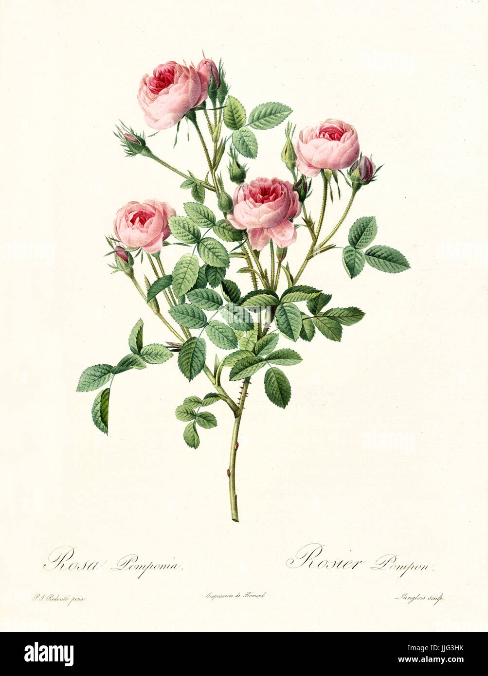 Vecchia illustrazione di Rosa pomponia. Creato da P. R. Redoute, pubblicato su Les Roses, Imp. Firmin Didot, Parigi, 1817-24 Foto Stock