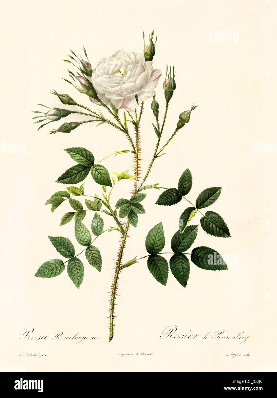 Vecchia illustrazione di Rosa rosenbergiana. Creato da P. R. Redoute, pubblicato su Les Roses, Imp. Firmin Didot, Parigi, 1817-24 Foto Stock