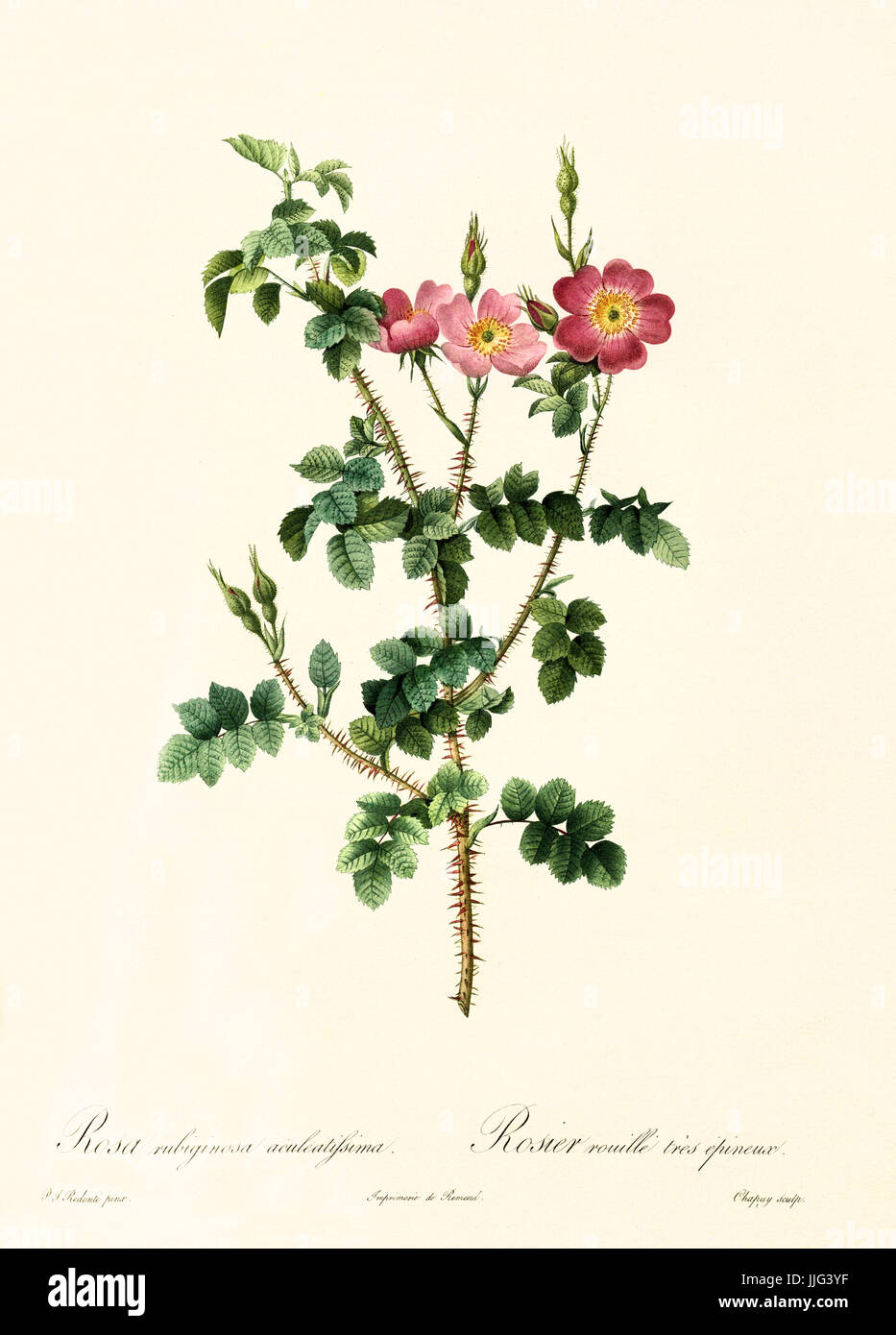 Vecchia illustrazione di Rosa rubiginosa aculeatissima. Creato da P. R. Redoute, pubblicato su Les Roses, Imp. Firmin Didot, Parigi, 1817-24 Foto Stock