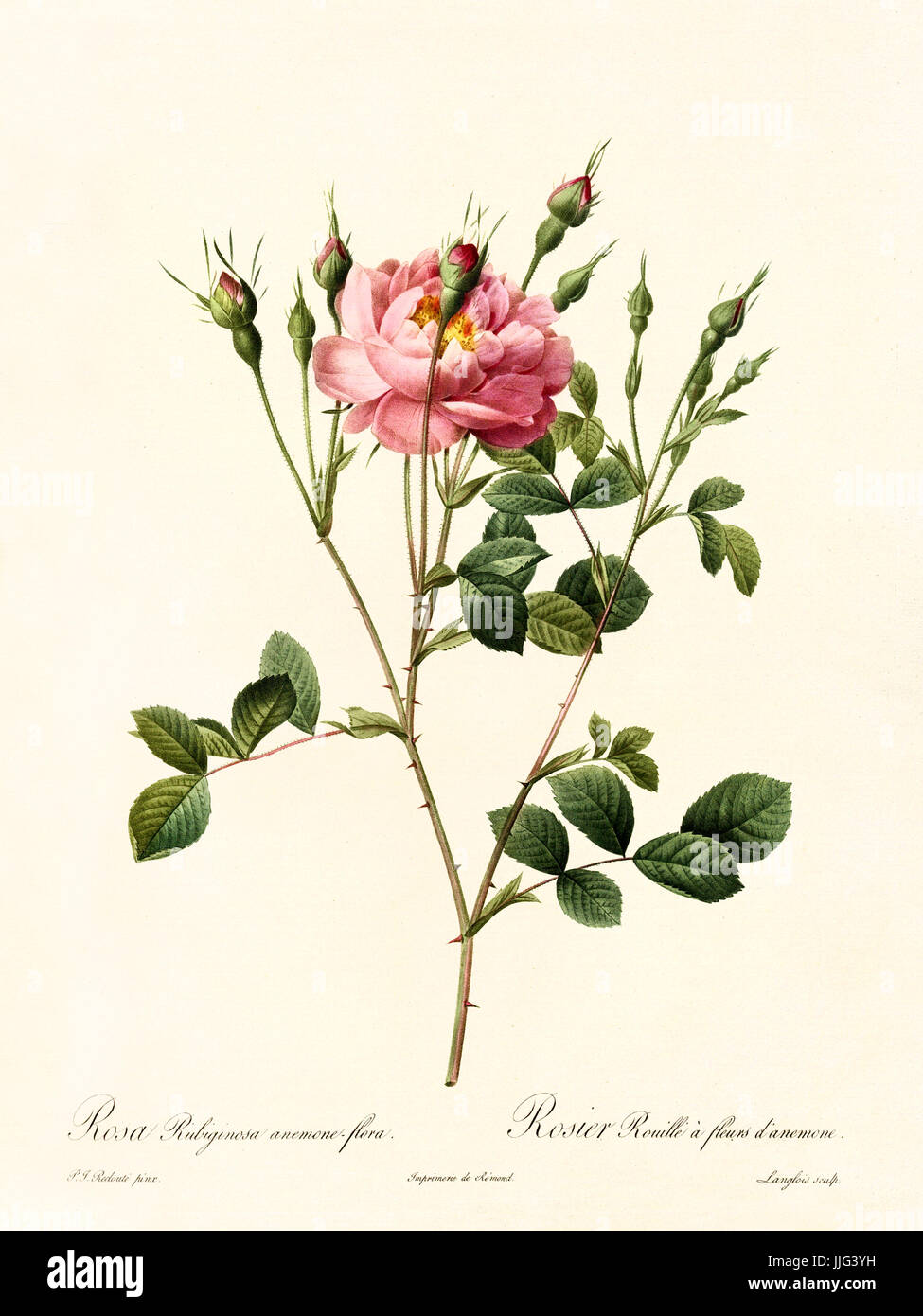 Vecchia illustrazione di Rosa rubiginosa flora anemone. Creato da P. R. Redoute, pubblicato su Les Roses, Imp. Firmin Didot, Parigi, 1817-24 Foto Stock
