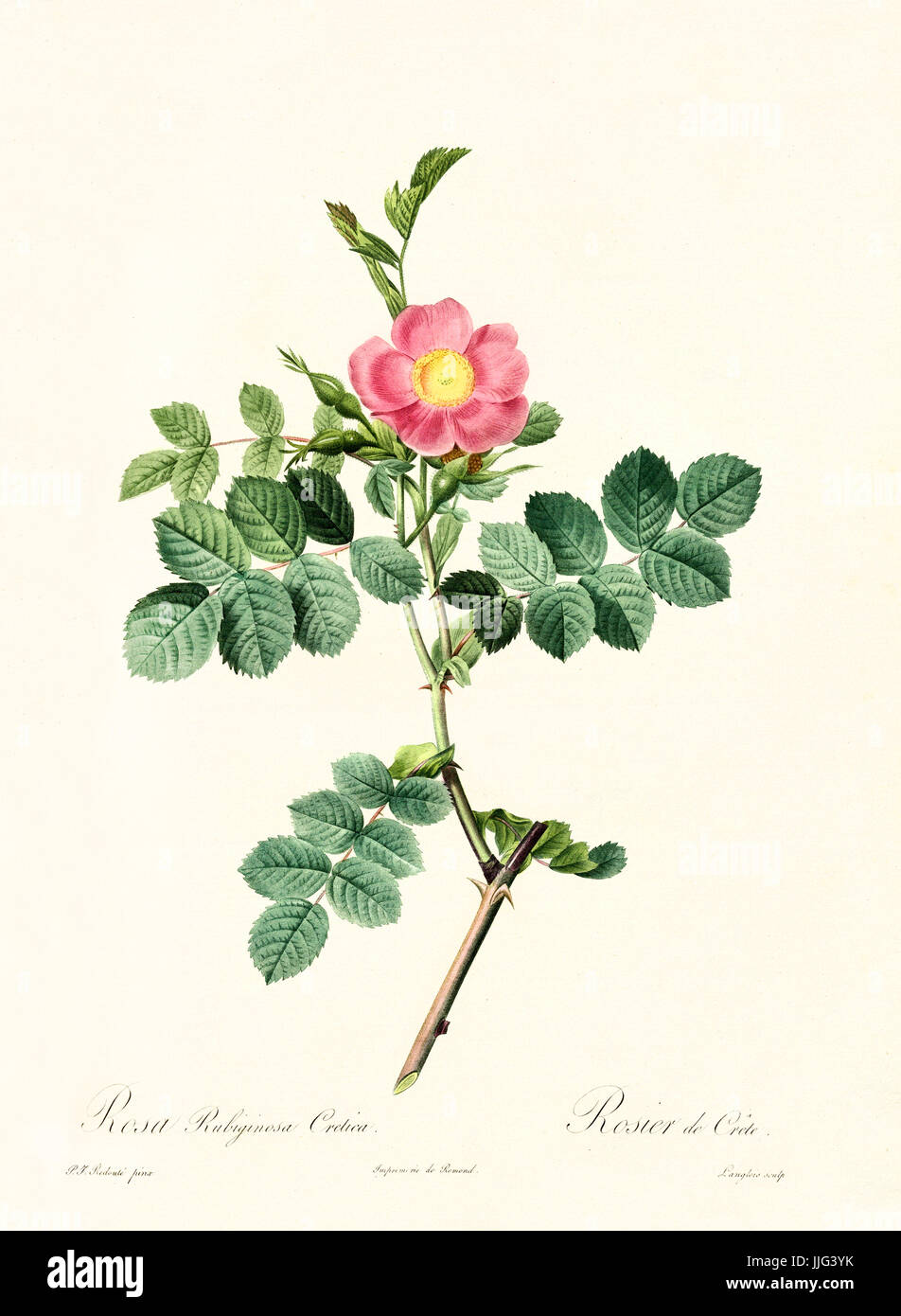 Vecchia illustrazione di Rosa rubiginosa cretica. Creato da P. R. Redoute, pubblicato su Les Roses, Imp. Firmin Didot, Parigi, 1817-24 Foto Stock