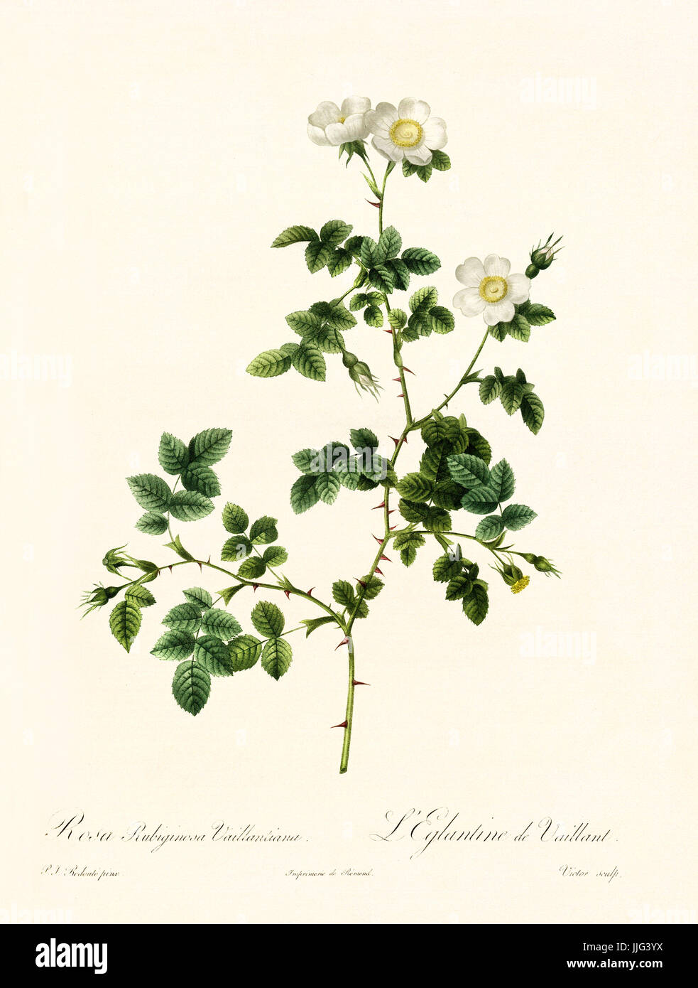 Vecchia illustrazione di Rosa rubiginosa vaillantiana. Creato da P. R. Redoute, pubblicato su Les Roses, Imp. Firmin Didot, Parigi, 1817-24 Foto Stock