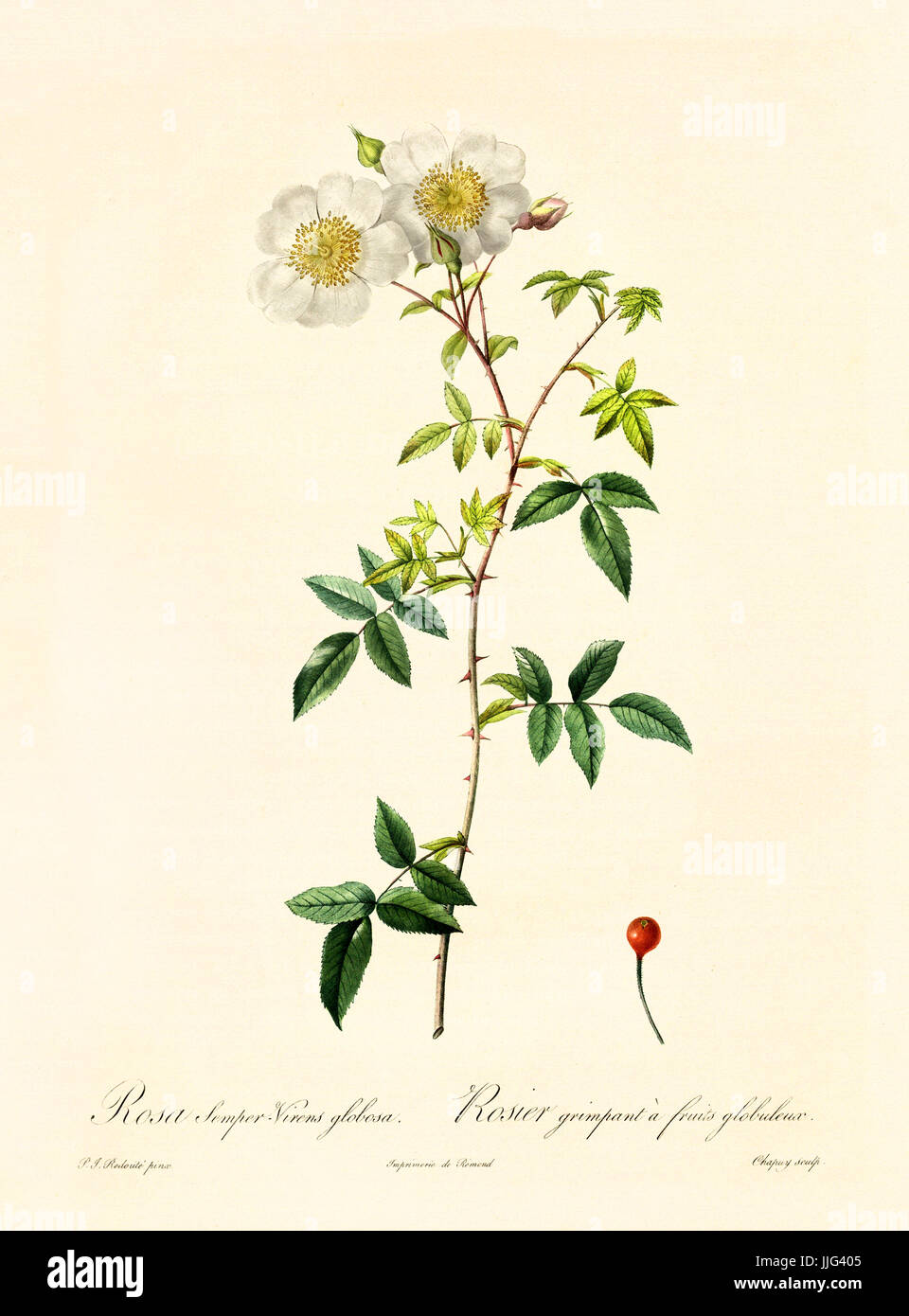 Vecchia illustrazione di rosa-semper virens globosa. Creato da P. R. Redoute, pubblicato su Les Roses, Imp. Firmin Didot, Parigi, 1817-24 Foto Stock