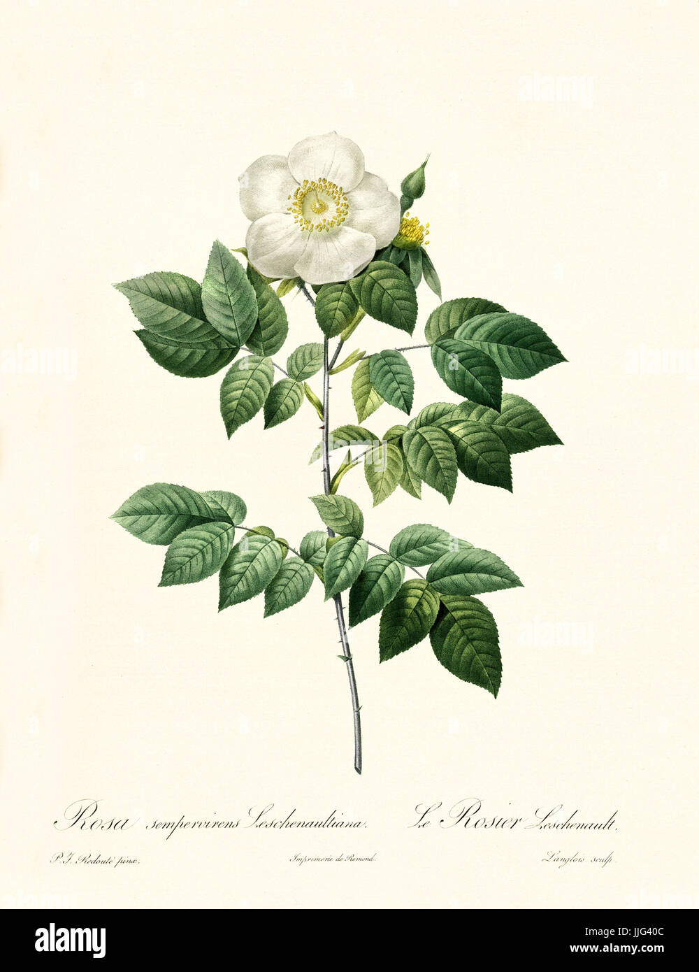 Vecchia illustrazione di Rosa sempervirens leschenaultiana. Creato da P. R. Redoute, pubblicato su Les Roses, Imp. Firmin Didot, Parigi, 1817-24 Foto Stock