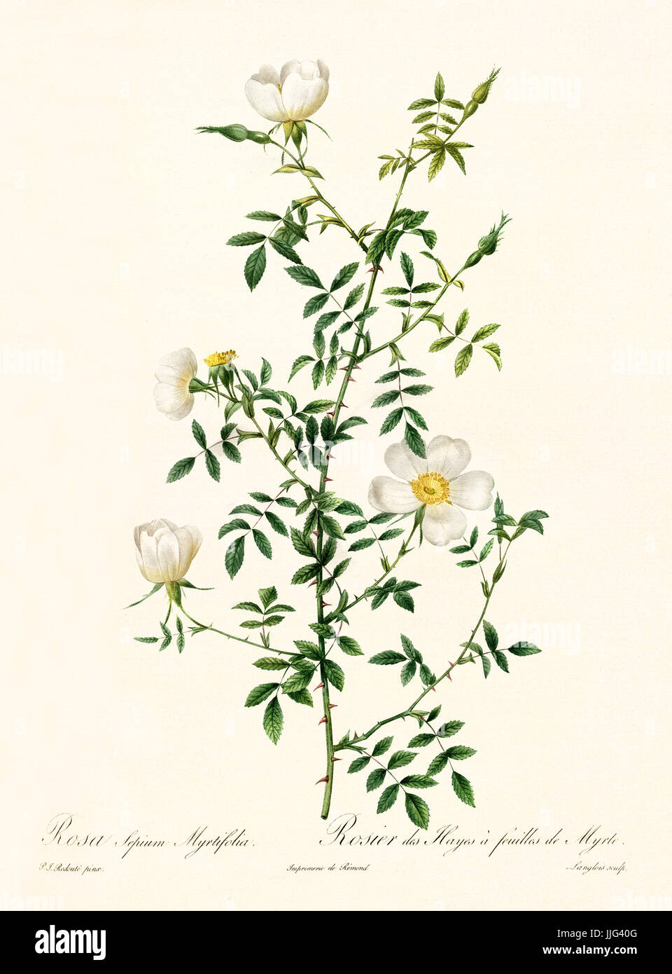 Vecchia illustrazione di Rosa sepium myrtifolia. Creato da P. R. Redoute, pubblicato su Les Roses, Imp. Firmin Didot, Parigi, 1817-24 Foto Stock