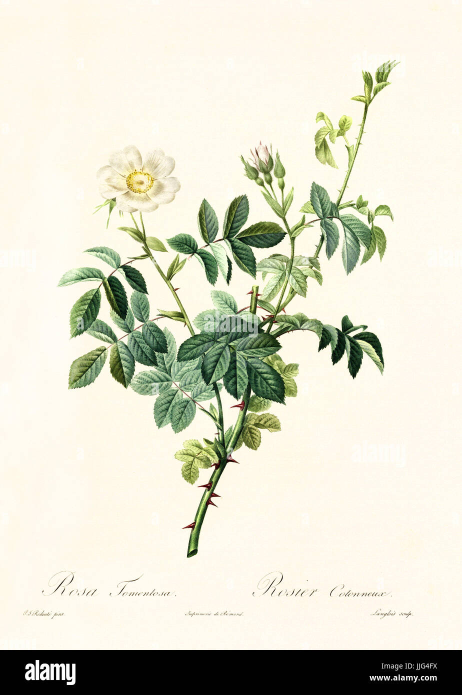 Vecchia illustrazione di Rosa tomentosa. Creato da P. R. Redoute, pubblicato su Les Roses, Imp. Firmin Didot, Parigi, 1817-24 Foto Stock