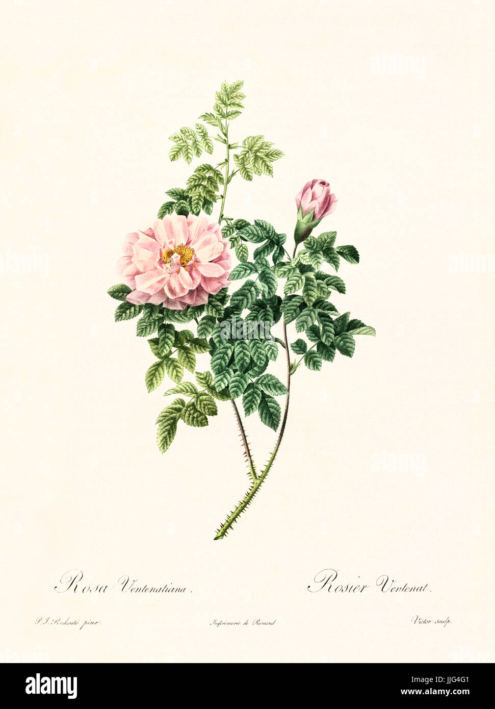 Vecchia illustrazione di Rosa ventenatiana. Creato da P. R. Redoute, pubblicato su Les Roses, Imp. Firmin Didot, Parigi, 1817-24 Foto Stock