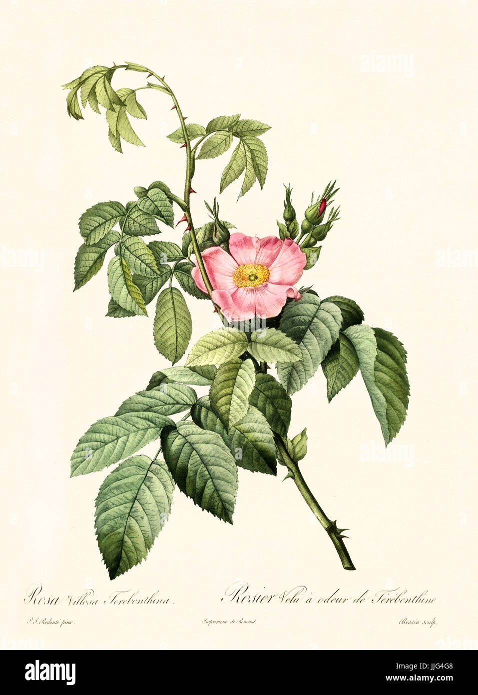 Vecchia illustrazione di Rosa villosa terebenthina. Creato da P. R. Redoute, pubblicato su Les Roses, Imp. Firmin Didot, Parigi, 1817-24 Foto Stock