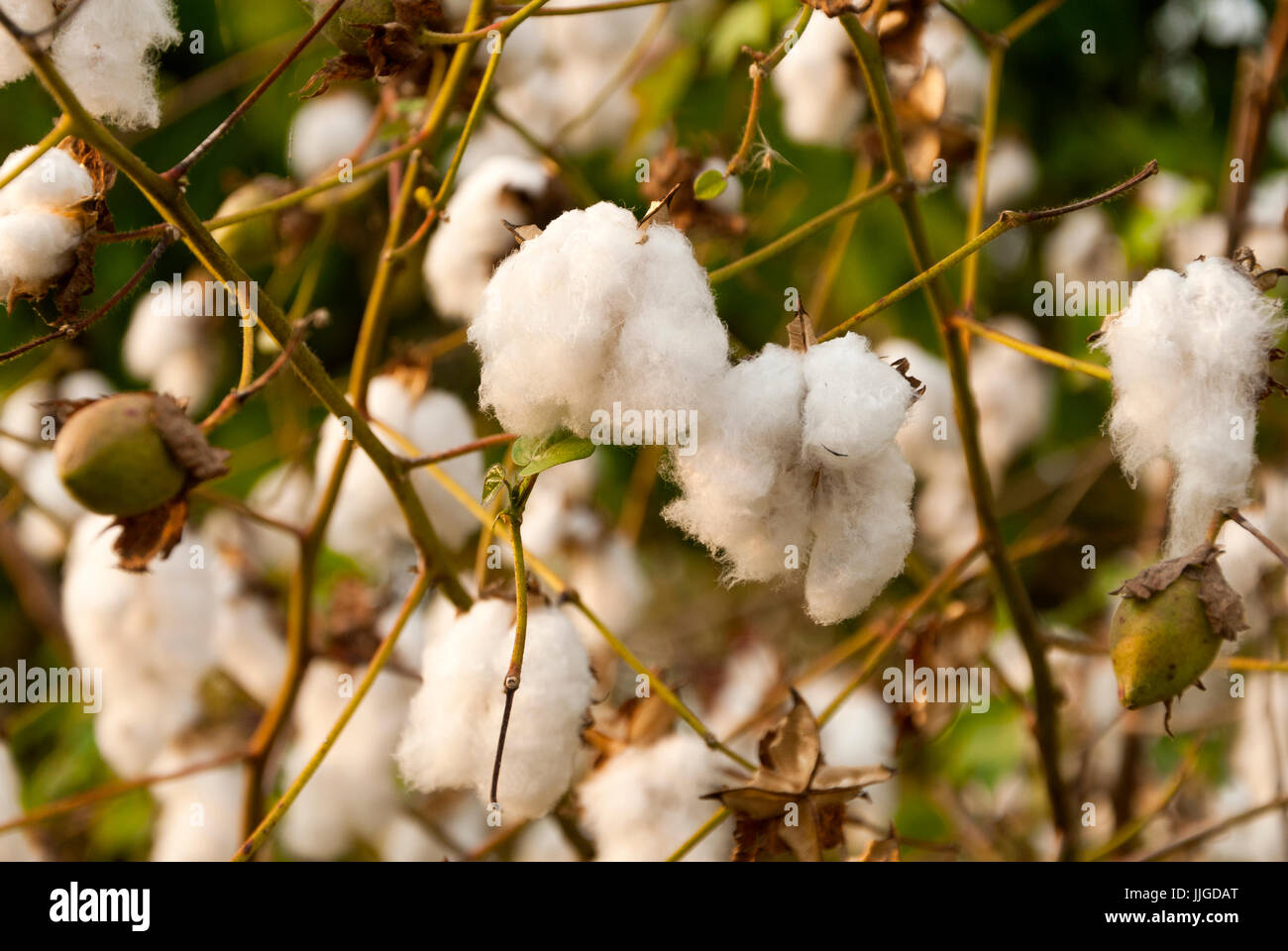 Levant in cotone Guatemlaa. Gossypium herbaceum. Foto Stock