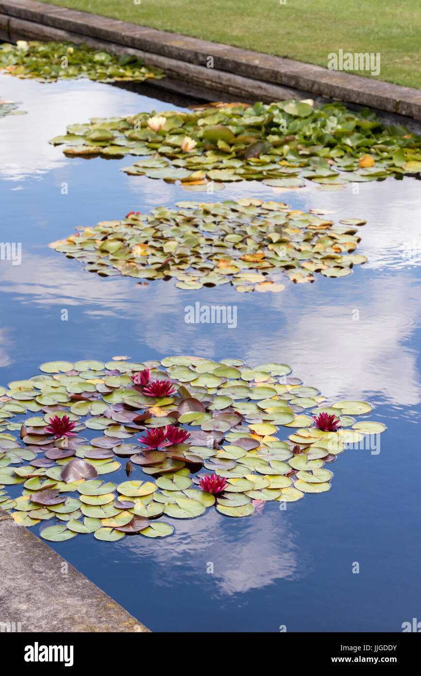 Ninfea stagno in Waterperry giardini, nei pressi di Oxford, Oxfordshire, Inghilterra Foto Stock