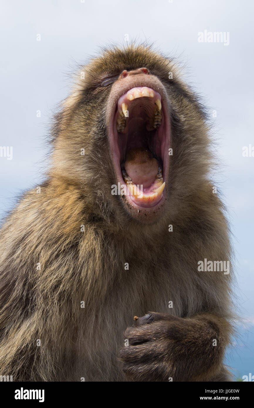 Barbary macaque sulla cima della roccia, Gibilterra, sbadigli. egli è stanco. Foto Stock