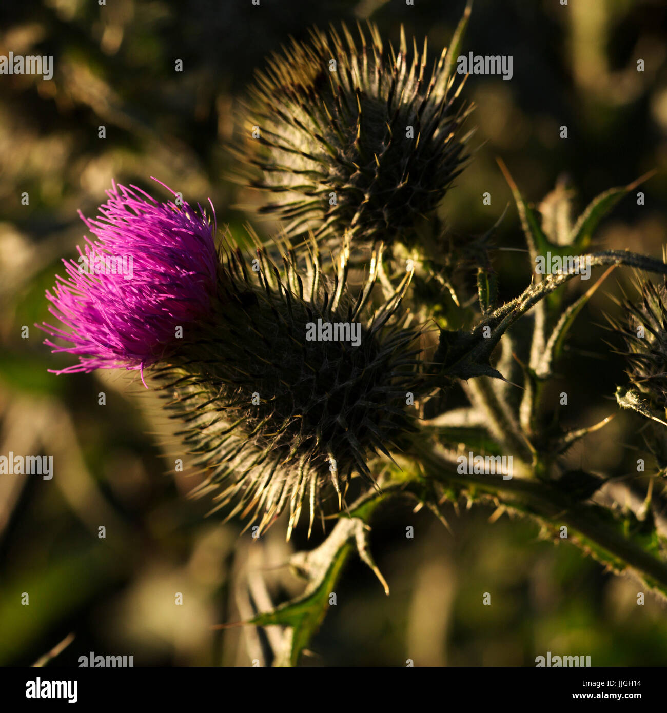 Close up di un thistle. Il Thistle è un simbolo nazionale della Scozia. Foto Stock