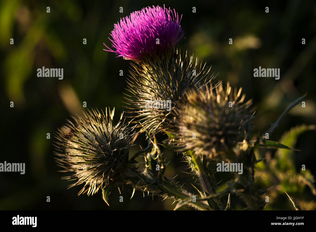 Close up di un thistle. Il Thistle è un simbolo nazionale della Scozia. Foto Stock