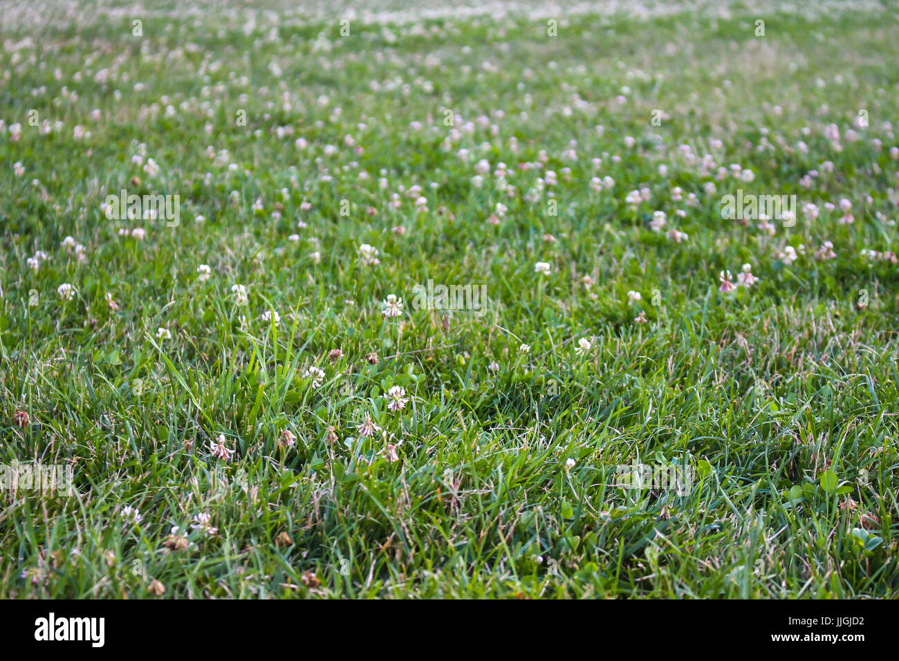 Un bel prato pieno di erba Foto Stock