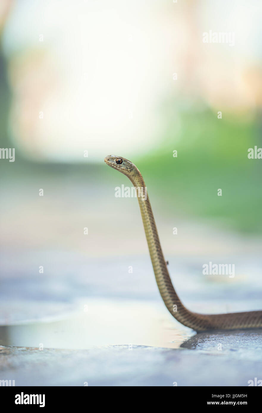 Il novellame di Montpellier snake (Malpolon monspessulanus) su di un sentiero, Andalusia, Spagna Foto Stock