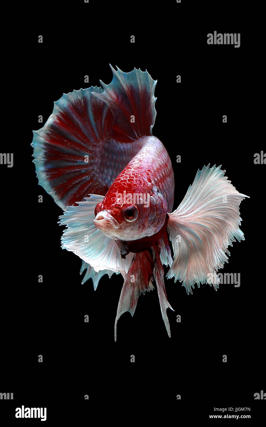 Ritratto di una betta pesce nuotare contro uno sfondo nero Foto Stock