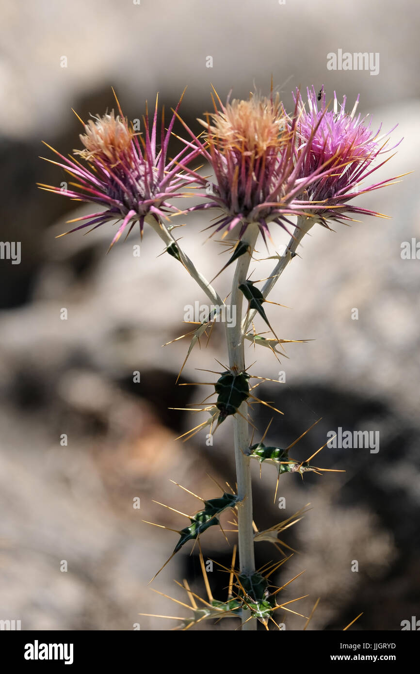 Seedhead del cardo, (Silybum marianum) in Spagna Foto Stock