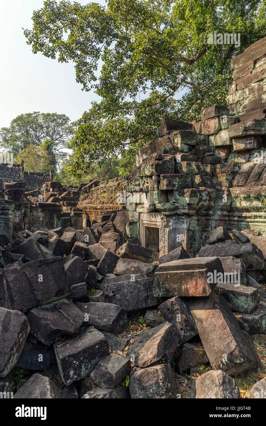 Ta phrom, giungla tempio di Angkor, Cambogia Foto Stock