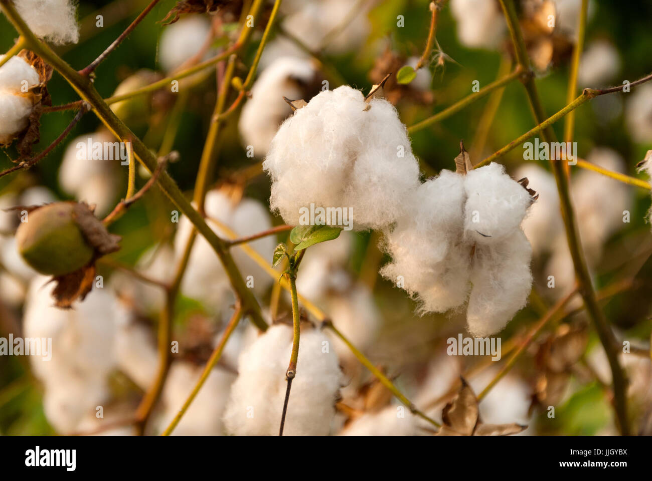 Levant in cotone Guatemlaa. Gossypium herbaceum. Foto Stock
