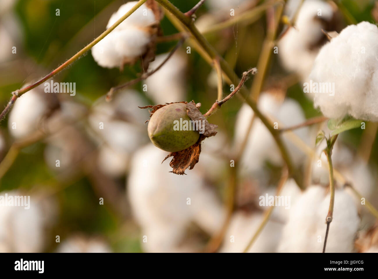 Levant in cotone Guatemlaa. Gossypium herbaceum. Foto Stock